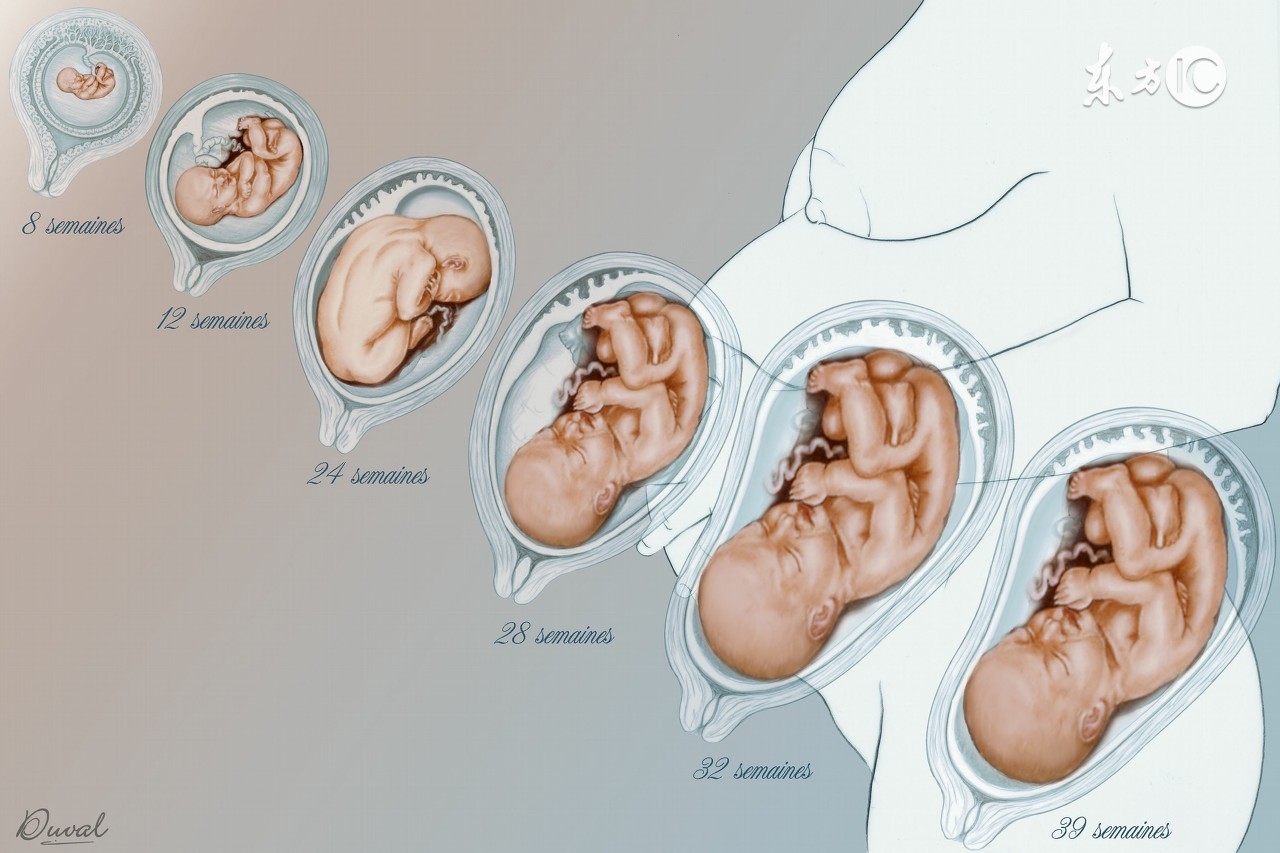 孕九周有胎心胎芽后胎停概率,孕9-10周胎停概率还大吗