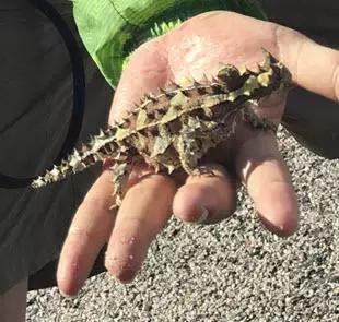 西澳珀斯游记,西澳游记攻略