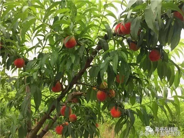 林农奇骏农业这里的桃子吃起来就像小时候的味道，忘不了……