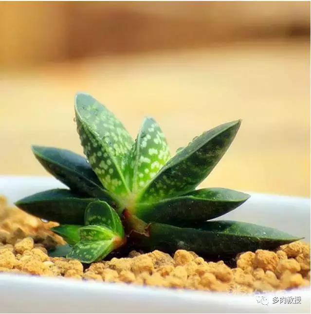 6种名字充满趣味性的多肉,推荐八种高颜值多肉好看又好养