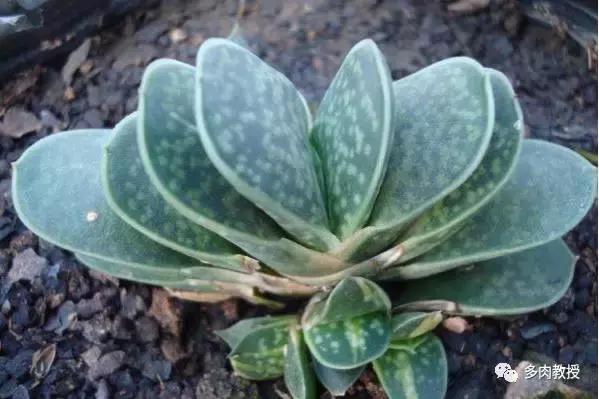 6种名字充满趣味性的多肉,推荐八种高颜值多肉好看又好养