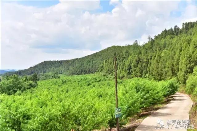 林农奇骏农业这里的桃子吃起来就像小时候的味道，忘不了……