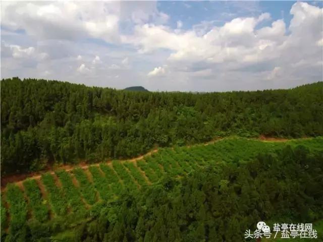 林农奇骏农业这里的桃子吃起来就像小时候的味道，忘不了……