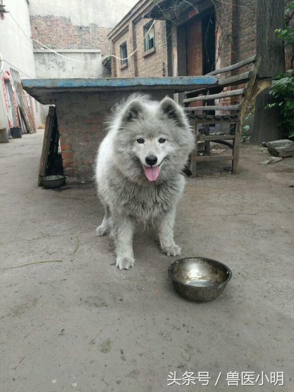 在路边看到一只萨摩耶,女子在路边偶遇一只萨摩耶