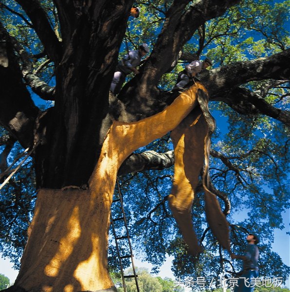 飞美爱格复合地板8mm,飞美爱格地板铺贴效果