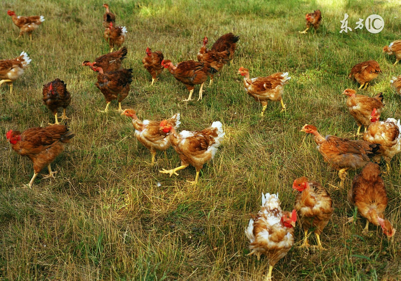 母鸡太肥不下蛋怎样饲养,母鸡太肥了不下蛋喂什么药