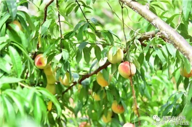 林农奇骏农业这里的桃子吃起来就像小时候的味道，忘不了……
