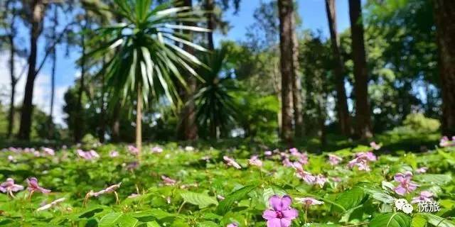 毛里求斯免签,毛里求斯在中国免签停留时间