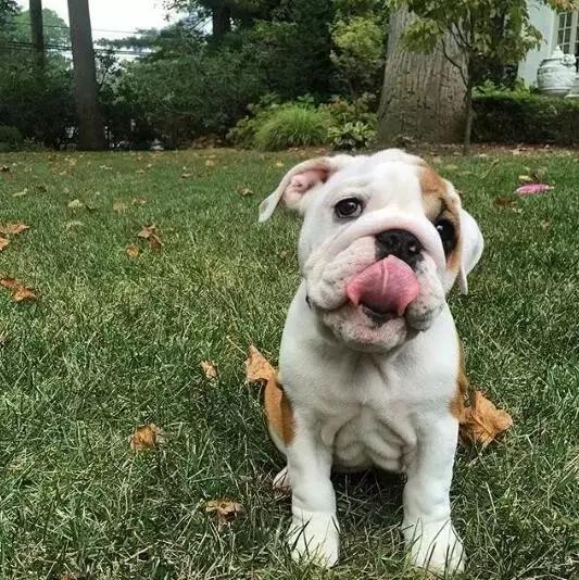 本山大叔赵本山,本山大叔和一猫一狗