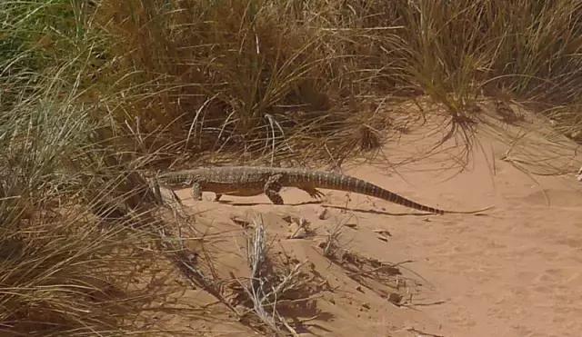 西澳珀斯游记,西澳游记攻略