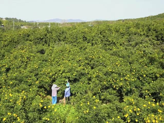 清热去火润喉柚子茶,蜂蜜柚子茶清凉解暑
