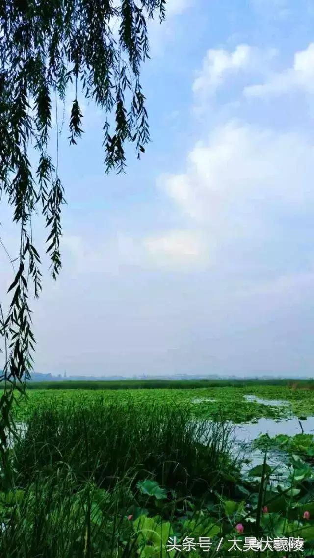 淮阳龙湖风景区荷花节,淮阳龙湖风景区荷花盛开时期