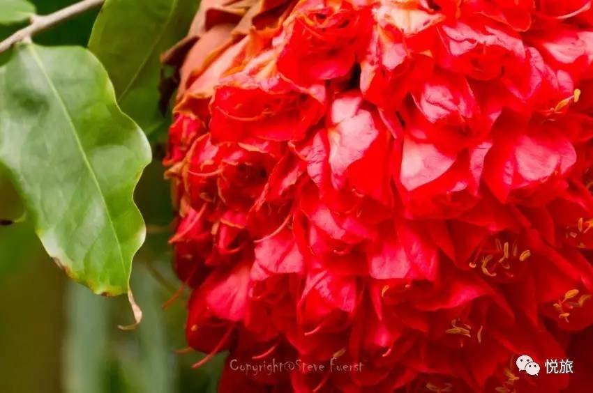 毛里求斯免签,毛里求斯在中国免签停留时间