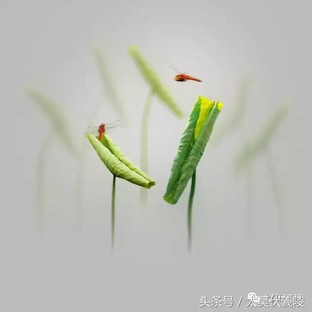 淮阳龙湖风景区荷花节,淮阳龙湖风景区荷花盛开时期