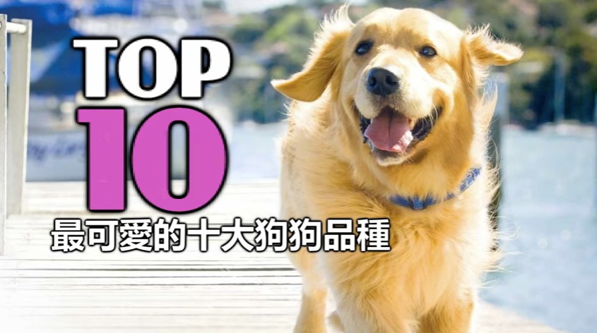 世界上最可爱的狗狗是什么品种,哪个品种的狗狗最可爱温顺