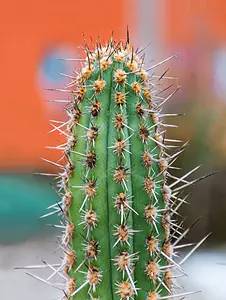 家里有小孩和宠物适合养什么花,家里有怀孕的什么花不能养