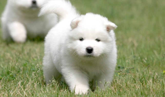 世界上最可爱的狗狗是什么品种,哪个品种的狗狗最可爱温顺