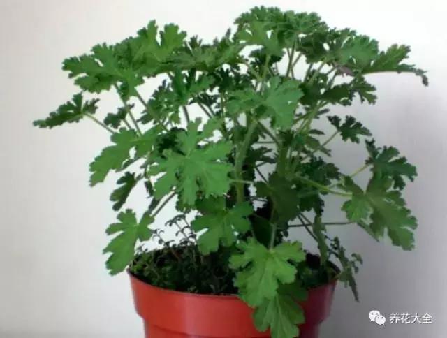 能驱虫的花,什么花养在家里可以净化空气