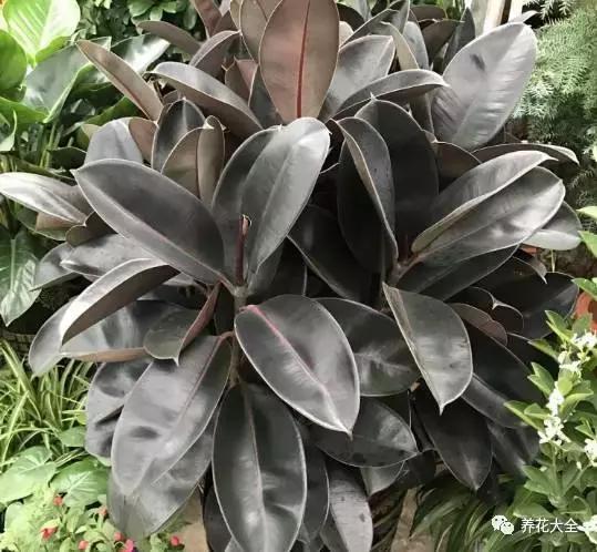 能驱虫的花,什么花养在家里可以净化空气