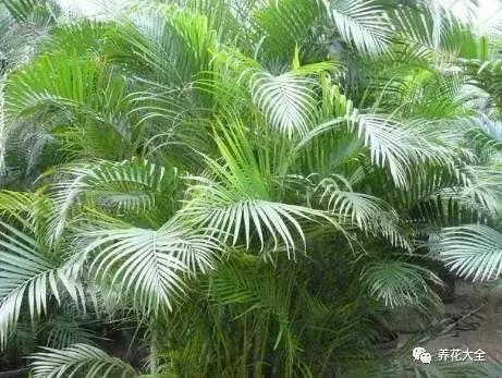 能驱虫的花,什么花养在家里可以净化空气