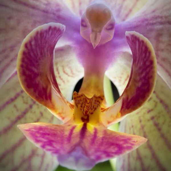 罕见又难养的兰花,最适合养的奇花兰花