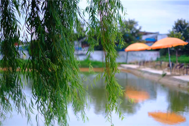 成都柴火鸡烤全羊江湖菜,岳塘区湘江小院烤全羊