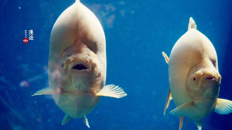 长隆亲子两大两小旅游攻略,珠海长隆横琴湾酒店亲子攻略