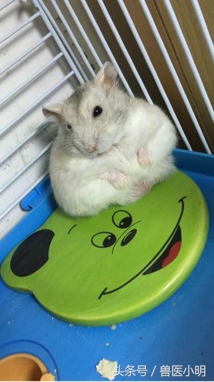 仓鼠看起来没精打采给它吃什么好,仓鼠看对眼有什么表现