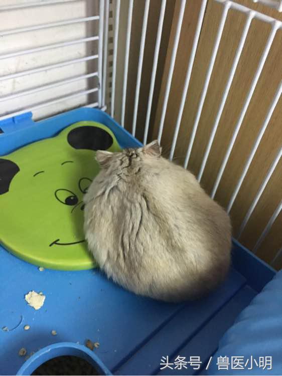 仓鼠看起来没精打采给它吃什么好,仓鼠看对眼有什么表现