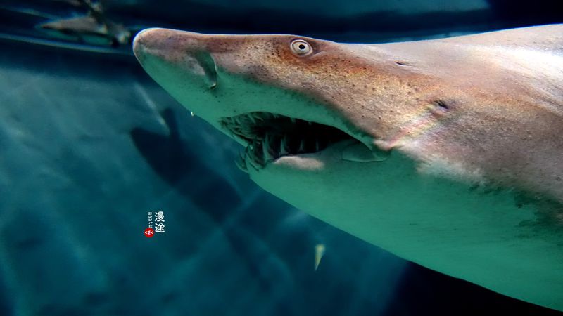 长隆亲子两大两小旅游攻略,珠海长隆横琴湾酒店亲子攻略