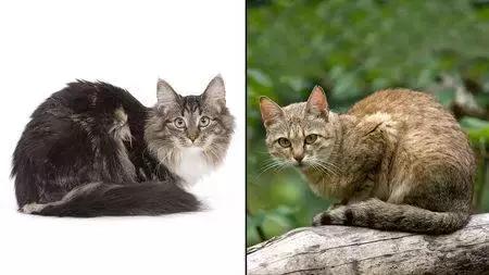 铲屎官你不得不知道的猫主子历史,为什么说猫是铲屎官的祖先