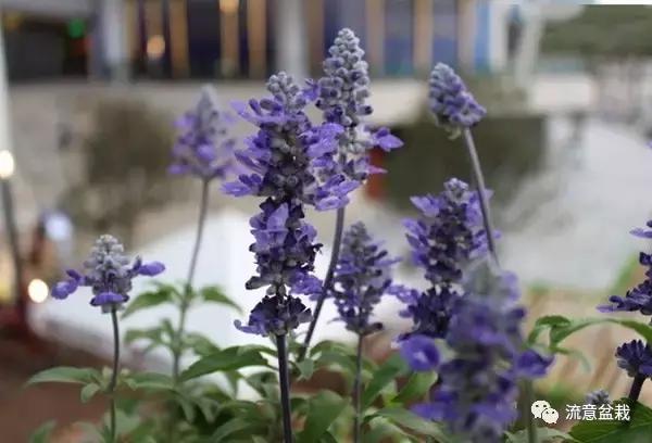 薰衣草可以用盆栽养吗,薰衣草花在家里可以养吗