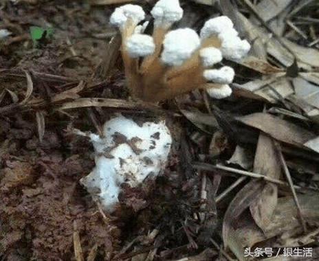 农村土长的冬虫夏草,野菜冬虫夏草有用吗