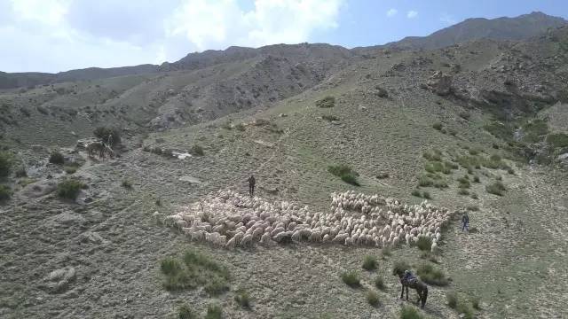 *疆新**“90后”牧羊人：放羊放久了，感觉像五六十岁的老人