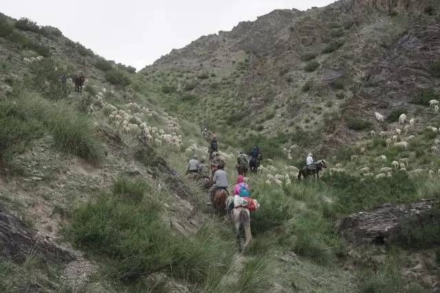 *疆新**“90后”牧羊人：放羊放久了，感觉像五六十岁的老人