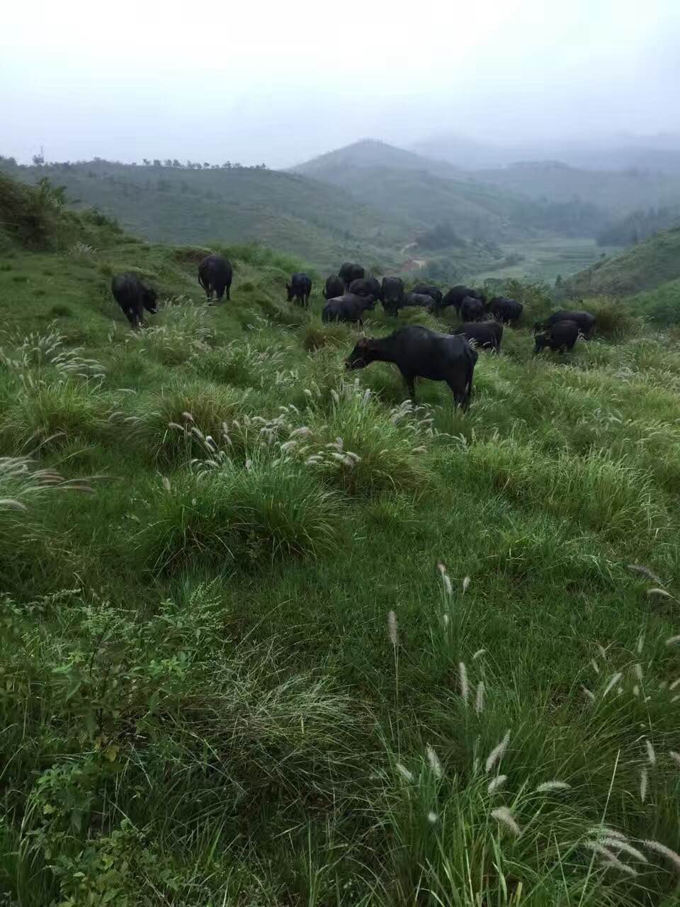 乌鲁木齐黄泥巴烤鸡,黄泥巴烤鸡的正宗做法