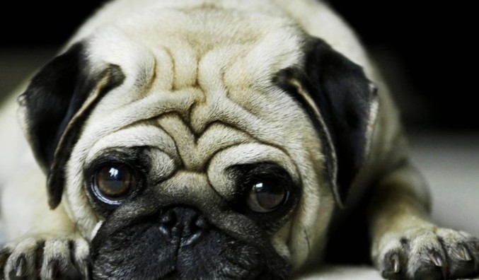 世界上最可爱的狗狗是什么品种,哪个品种的狗狗最可爱温顺