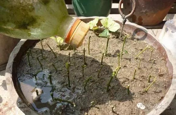 能驱虫的花,什么花养在家里可以净化空气