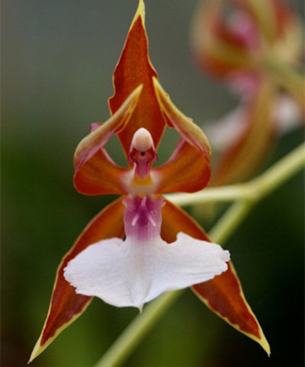 罕见又难养的兰花,最适合养的奇花兰花