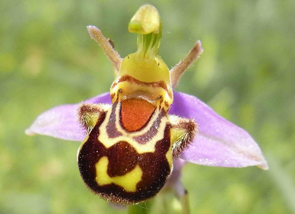 罕见又难养的兰花,最适合养的奇花兰花