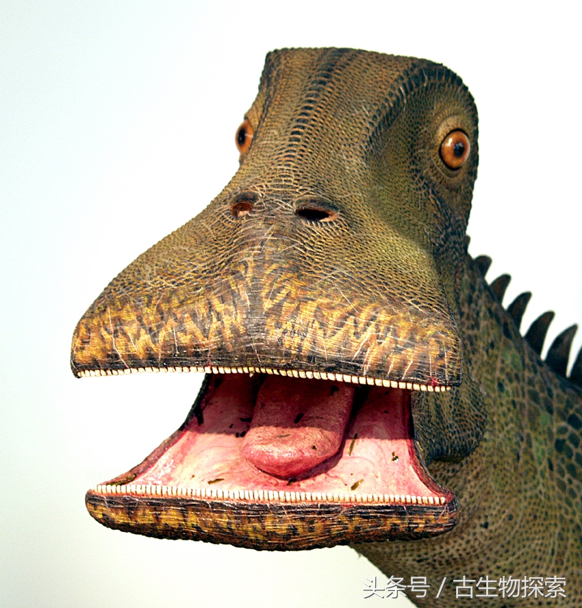 尼日尔龙：恐龙中的吸尘器