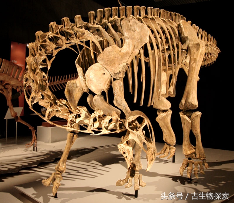 尼日尔龙：恐龙中的吸尘器