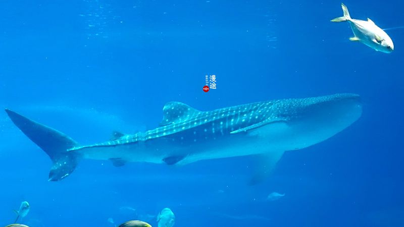 长隆亲子两大两小旅游攻略,珠海长隆横琴湾酒店亲子攻略