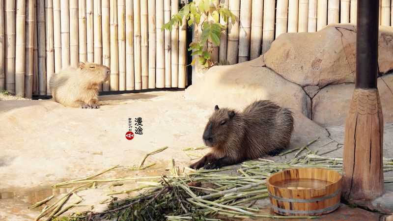 长隆亲子两大两小旅游攻略,珠海长隆横琴湾酒店亲子攻略