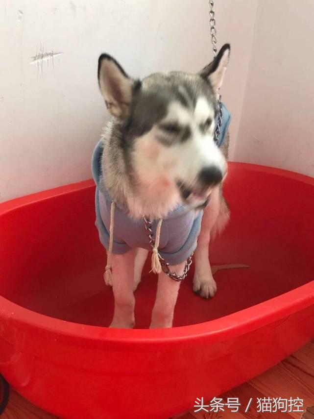 哈士奇为什么拉稀屎,哈士奇吃了米饭拉稀