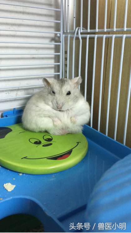 仓鼠看起来没精打采给它吃什么好,仓鼠看对眼有什么表现