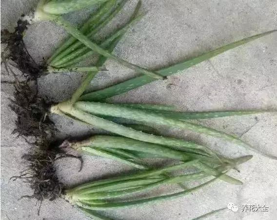 能驱虫的花,什么花养在家里可以净化空气