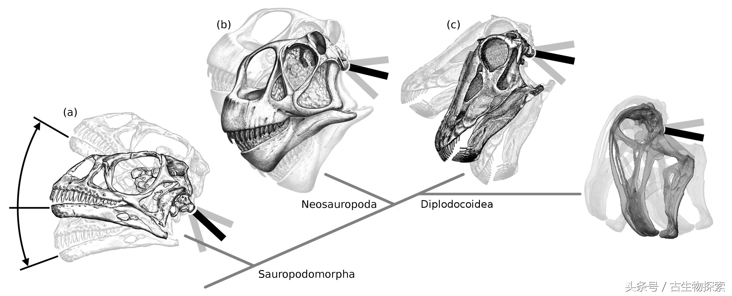 尼日尔龙：恐龙中的吸尘器