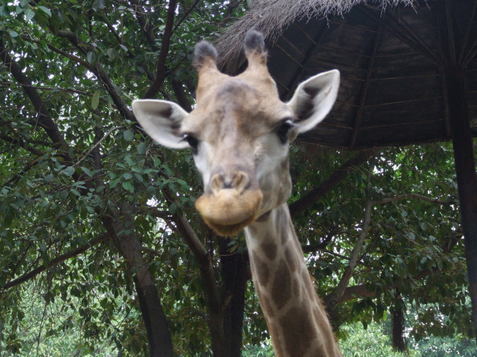 广州香港迪士尼一日游报团,长隆好玩还是迪士尼好玩