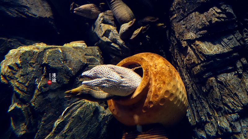 长隆亲子两大两小旅游攻略,珠海长隆横琴湾酒店亲子攻略